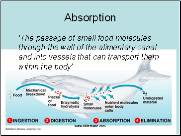 Absorption