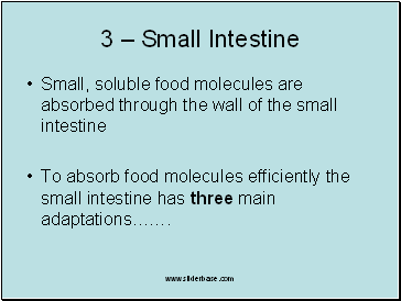 Small Intestine