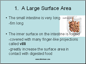 A Large Surface Area