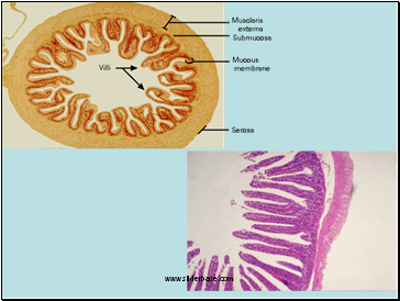 A Large Surface Area