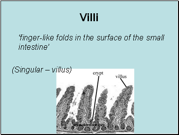 Villi