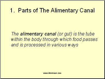 Parts of The Alimentary Canal