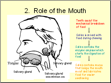 Role of the Mouth