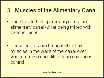 Muscles of the Alimentary Canal