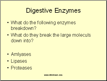 Digestive Enzymes