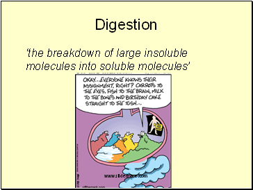 Digestion