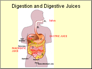 Digestion and Digestive Juices