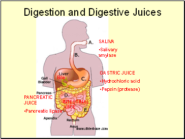 Digestion and Digestive Juices
