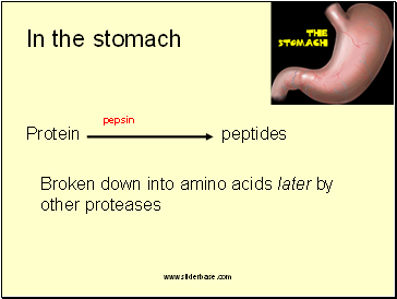 In the stomach