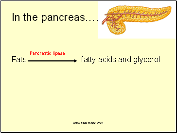 In the pancreas….