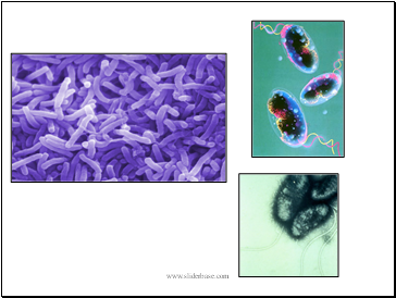 Causes of cholera