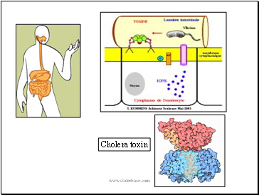 Cholera toxin