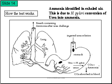 How the test works.