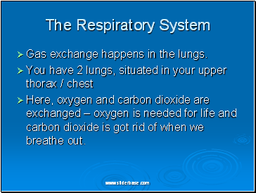 The Respiratory System