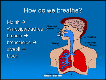How do we breathe?