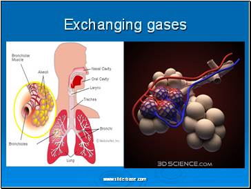 Exchanging gases