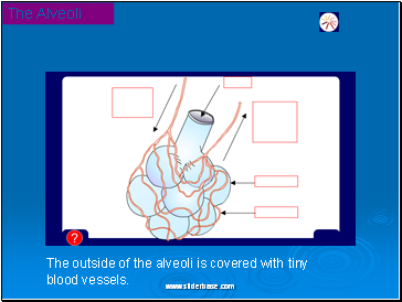 The Alveoli