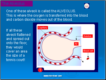 The Alveolus