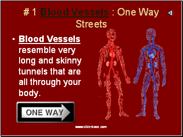 # 1 Blood Vessels : One Way Streets