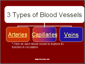 * Click on each blood vessel to explore its function in circulation