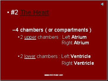 #2 The Heart