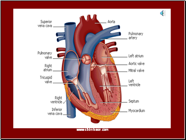 Circulation