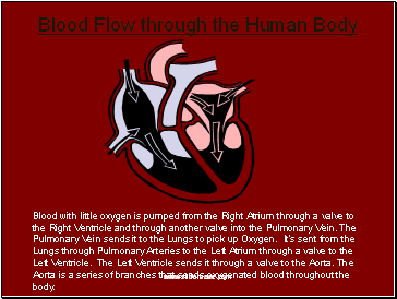 Blood Flow through the Human Body