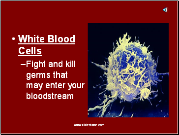 White Blood Cells