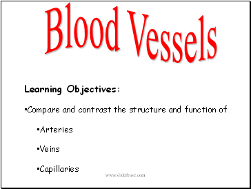 Blood Vessels