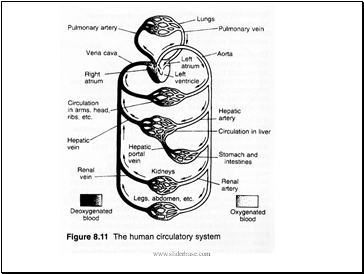 Blood Vessels