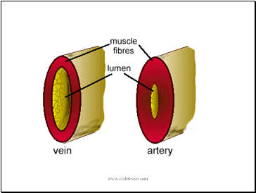 Blood Vessels