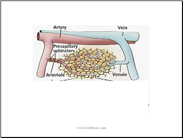 Blood Vessels