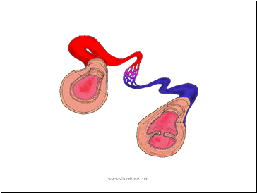 Blood Vessels