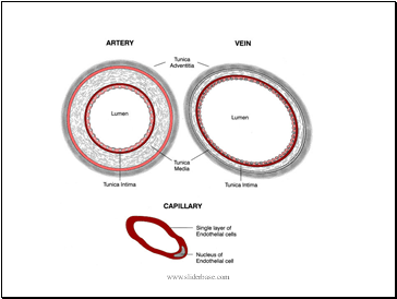 Blood Vessels