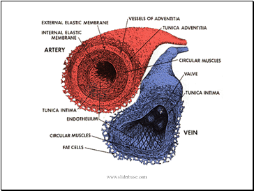 Blood Vessels