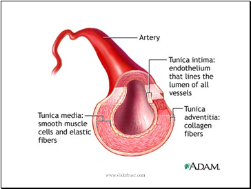 Blood Vessels