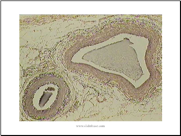 Blood Vessels