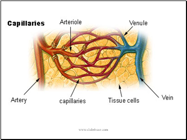 Blood Vessels