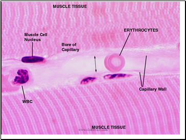 Blood Vessels