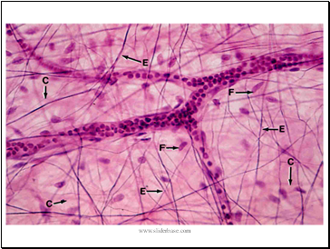 Blood Vessels