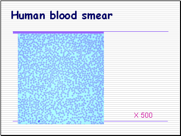 Human blood smear