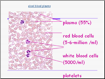 plasma (55%)