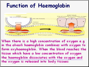 When there is a high concentration of oxygen e.g in the alveoli haemoglobin combines with oxygen to form oxyhaemoglobin. When the blood reaches the tissue which have a low concentration of oxygen the haemoglobin dissociates with the oxygen and the oxygen is released into body tissues