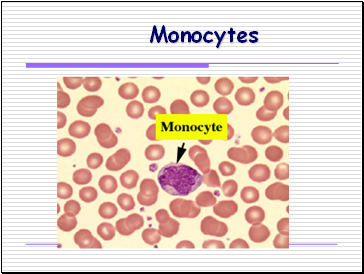 Monocytes