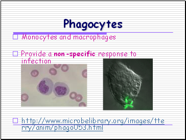 Phagocytes