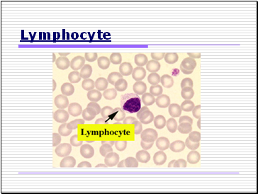 Lymphocyte