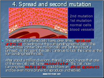 4. Spread and second mutation