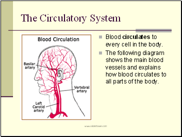 The Circulatory System