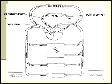 head and arms