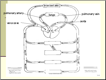 head and arms